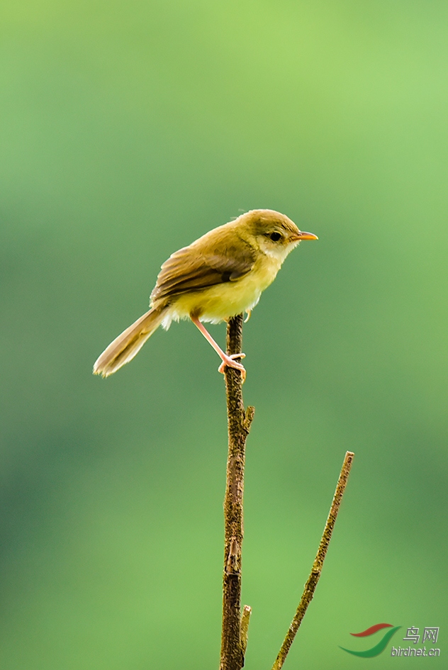 可爱的山鹪莺幼鸟
