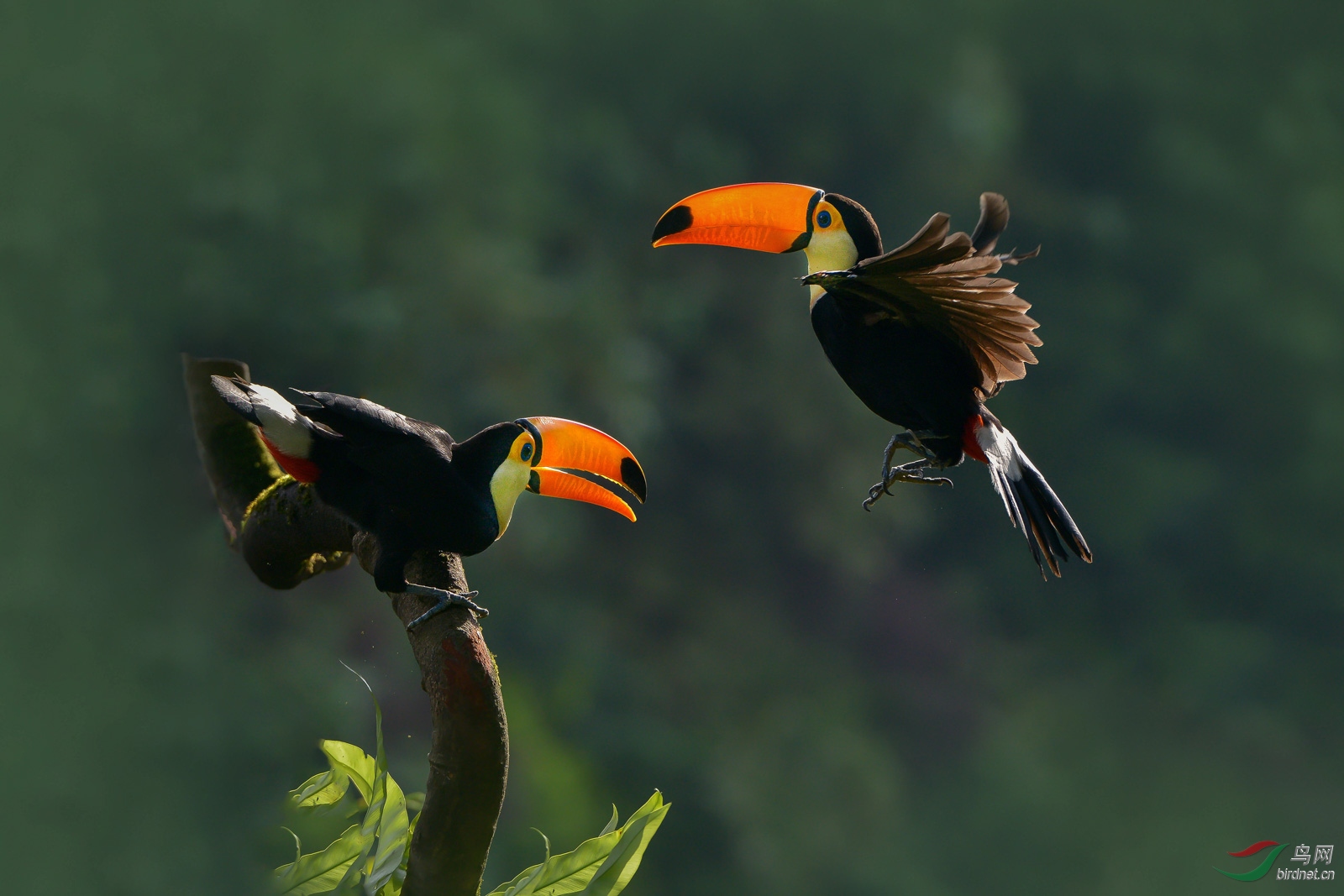 鵎鵼荣获每日一图