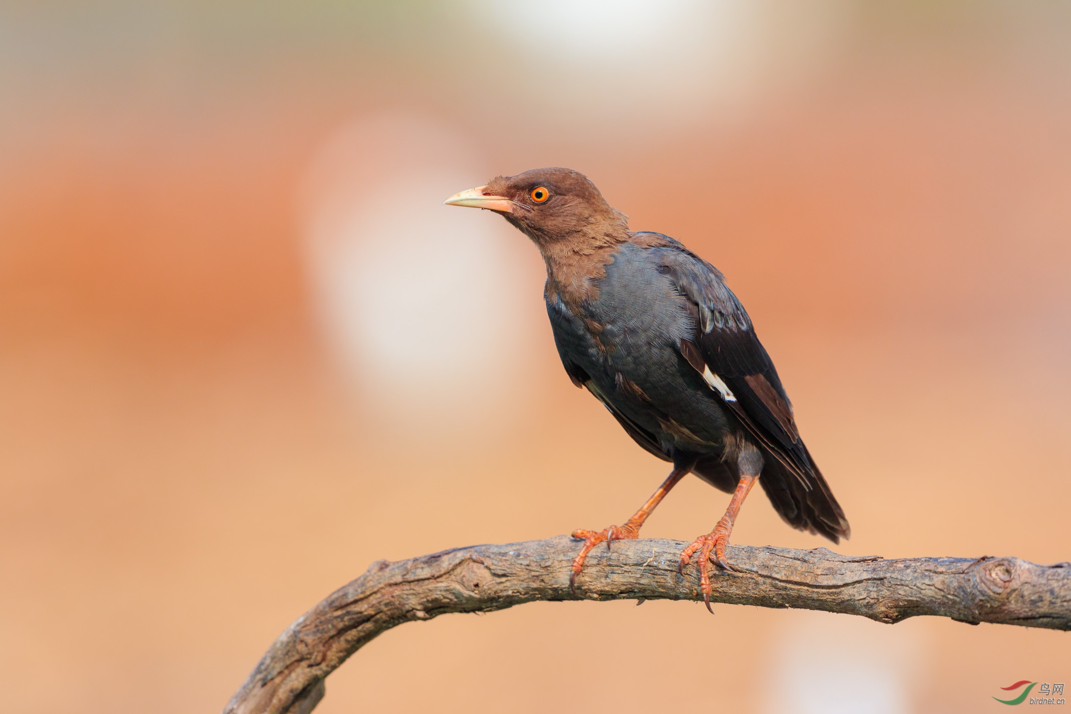 林鸟古诗系列鸜鹆