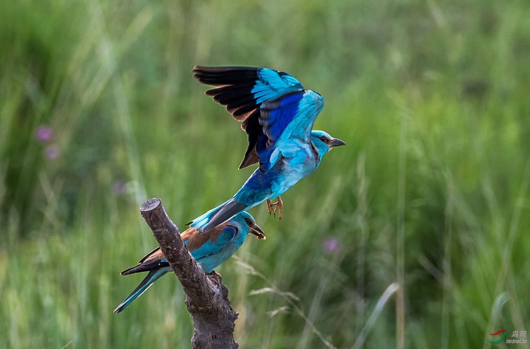 蓝色血的鸟 215600ofe6gv9e1xgvamfg.jpg