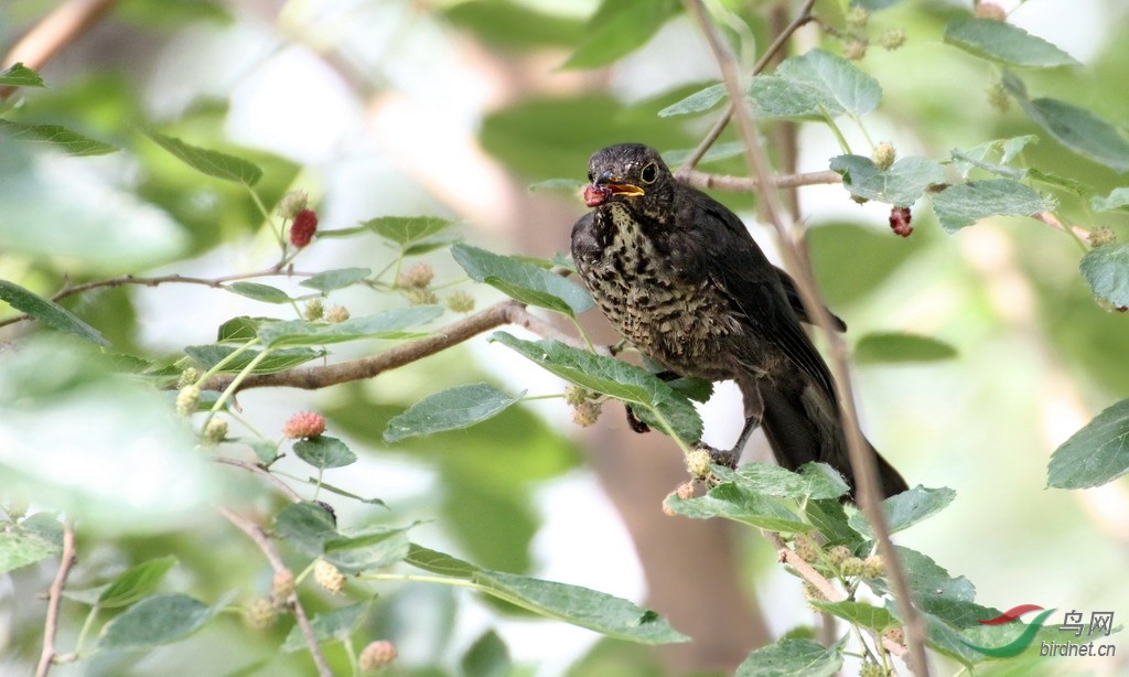 乌鸫亚成鸟吃桑葚