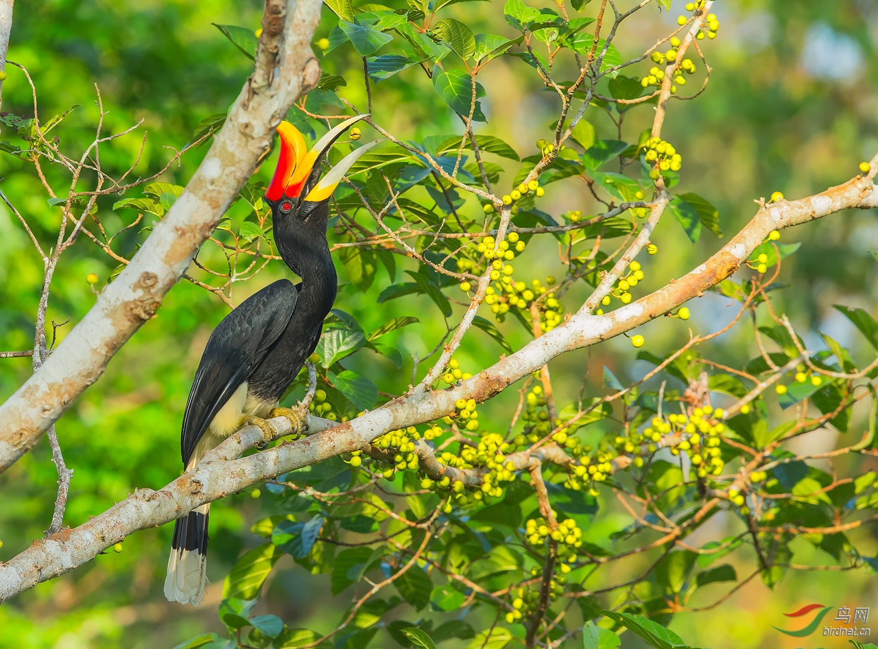 马来犀鸟一对马来犀鸟祝贺北京版贺图1获首页精华