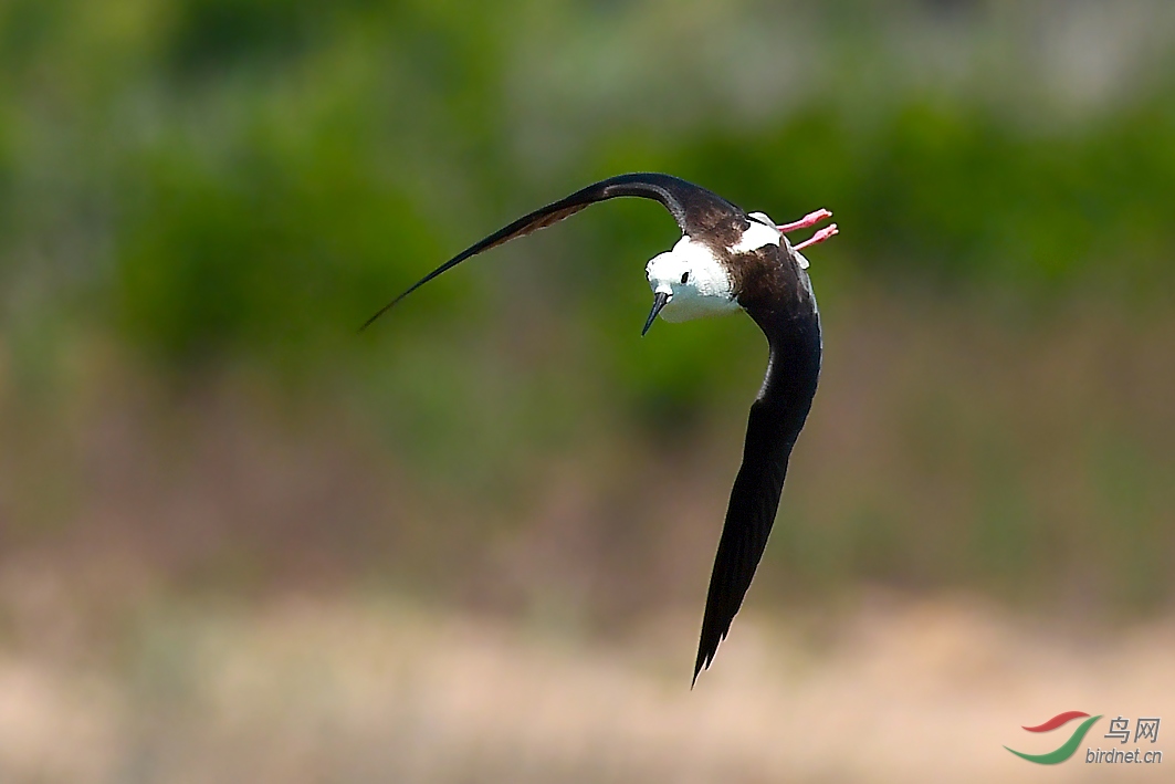 (季赛)斜刺里飞来987