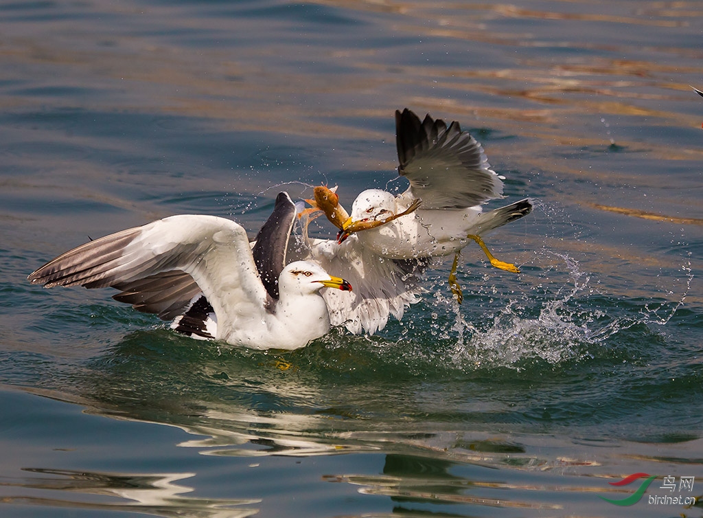 海鸥夺食