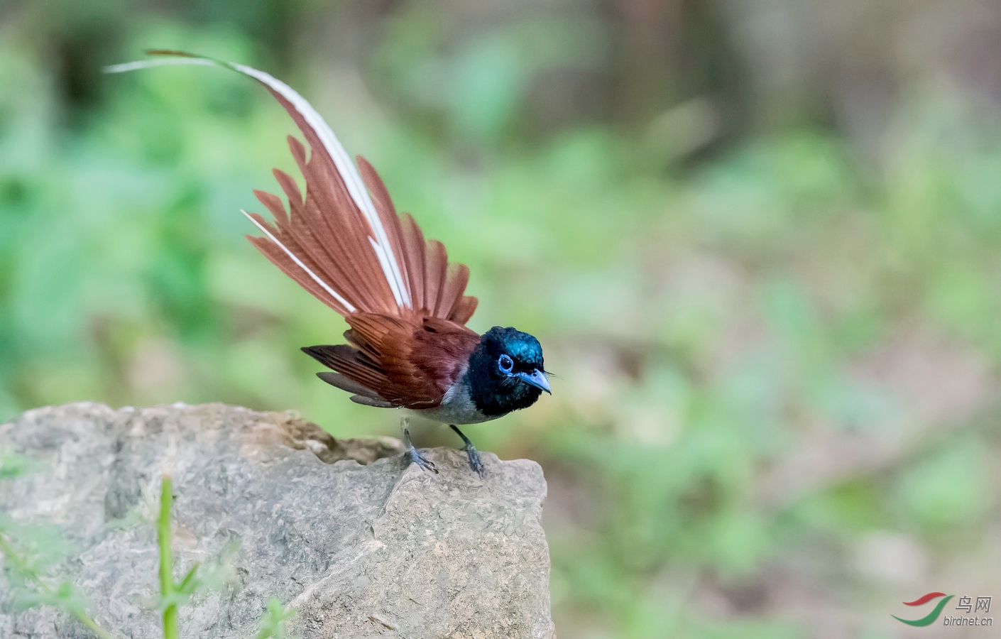 寿带花尾巴寿带贺图一获首页精华