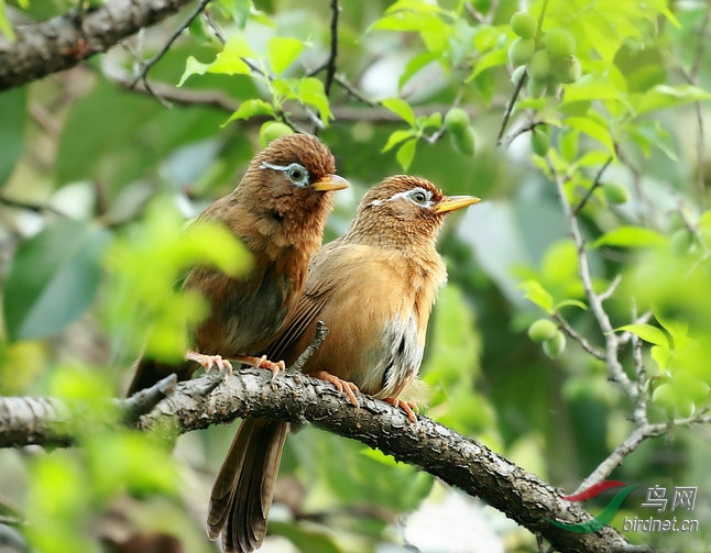 两只画眉鸟