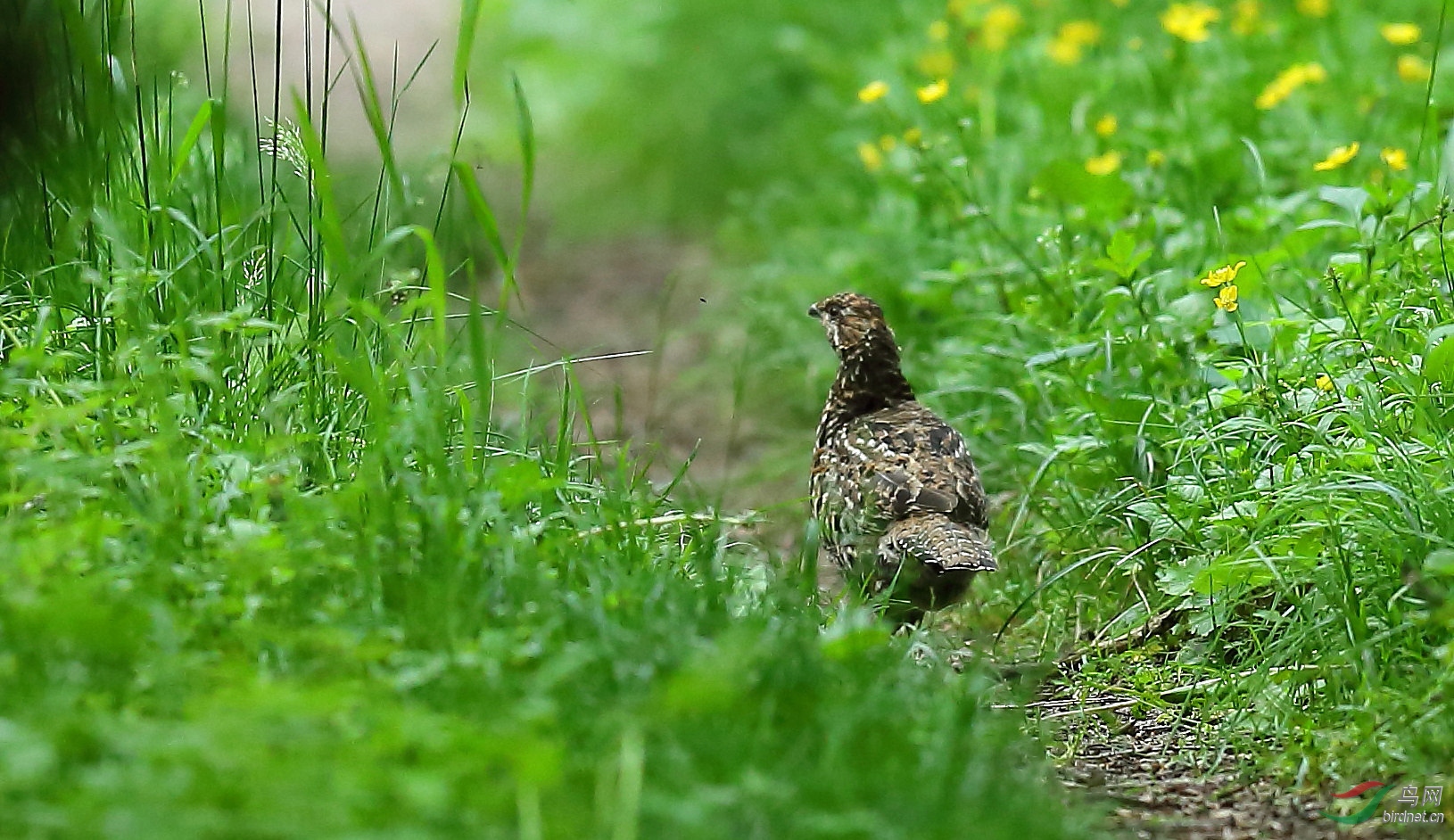 斑尾榛鸡