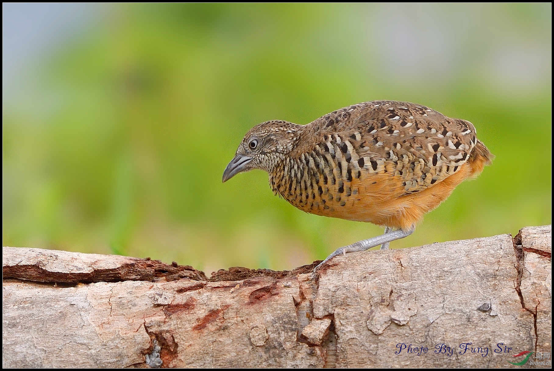 棕三趾鹑(barred buttonquail)