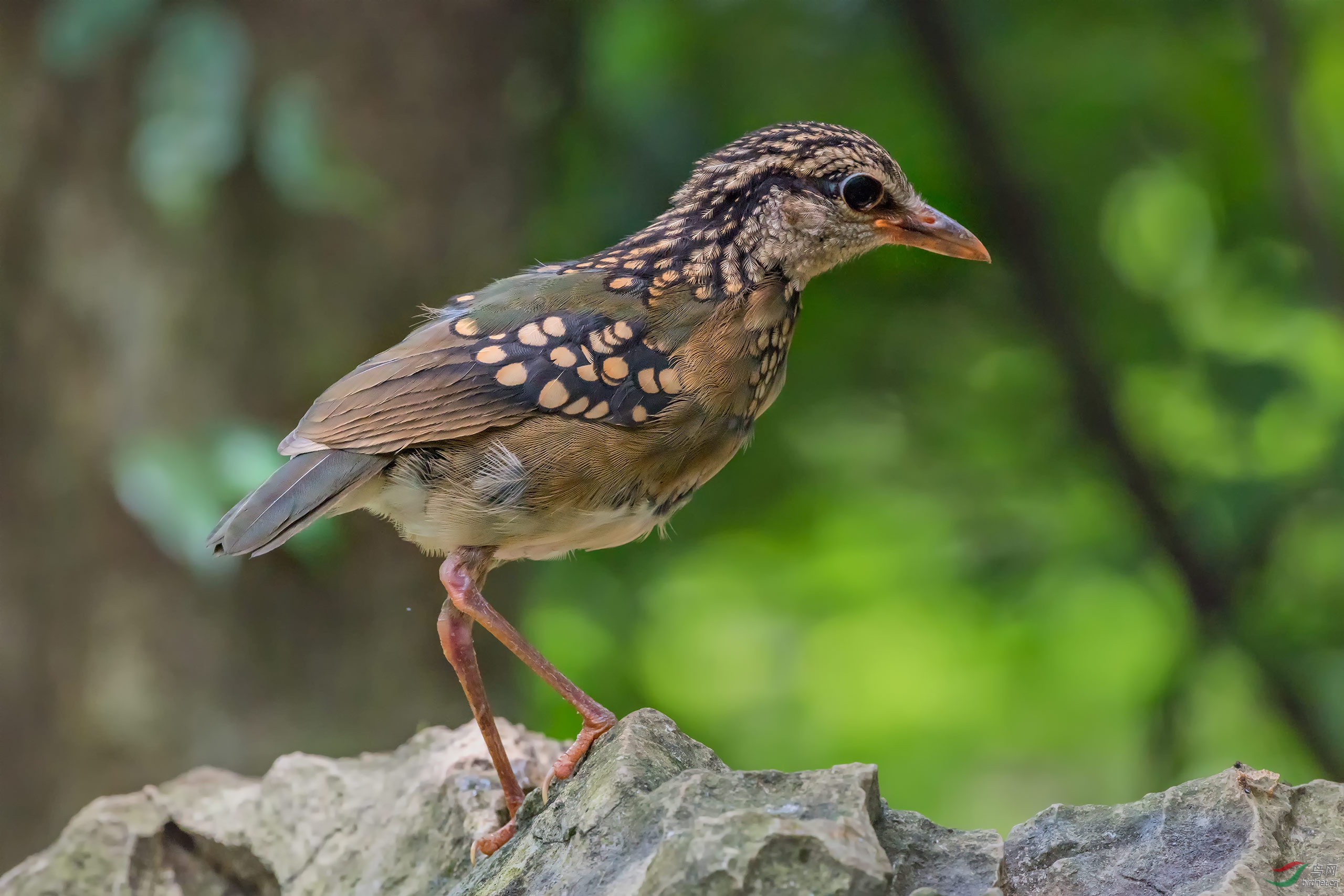 蓝背八色鸫[亚成鸟]
