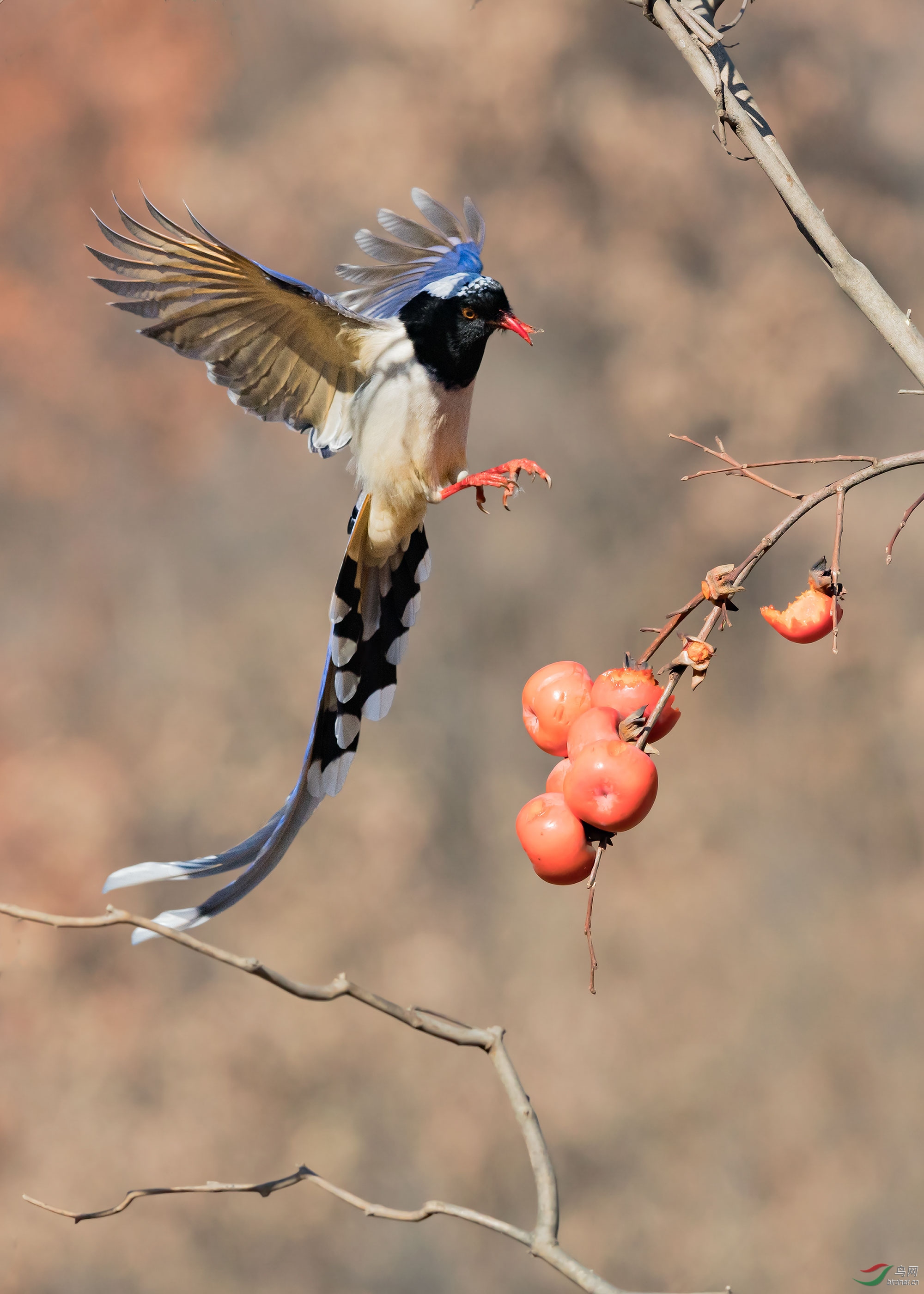 红嘴蓝鹊吃柿子