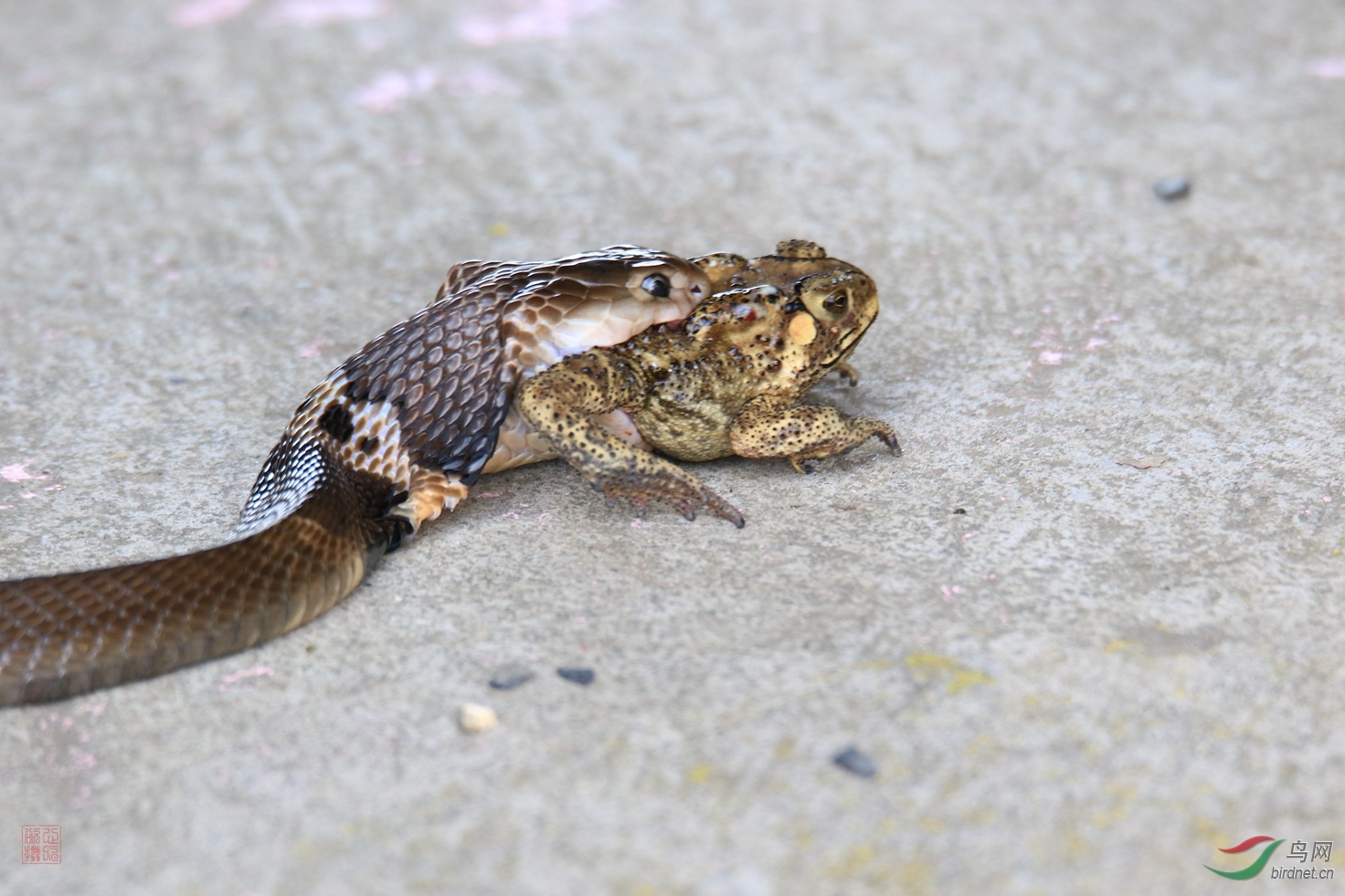 眼镜蛇的美食 - 野生动物版 鸟网