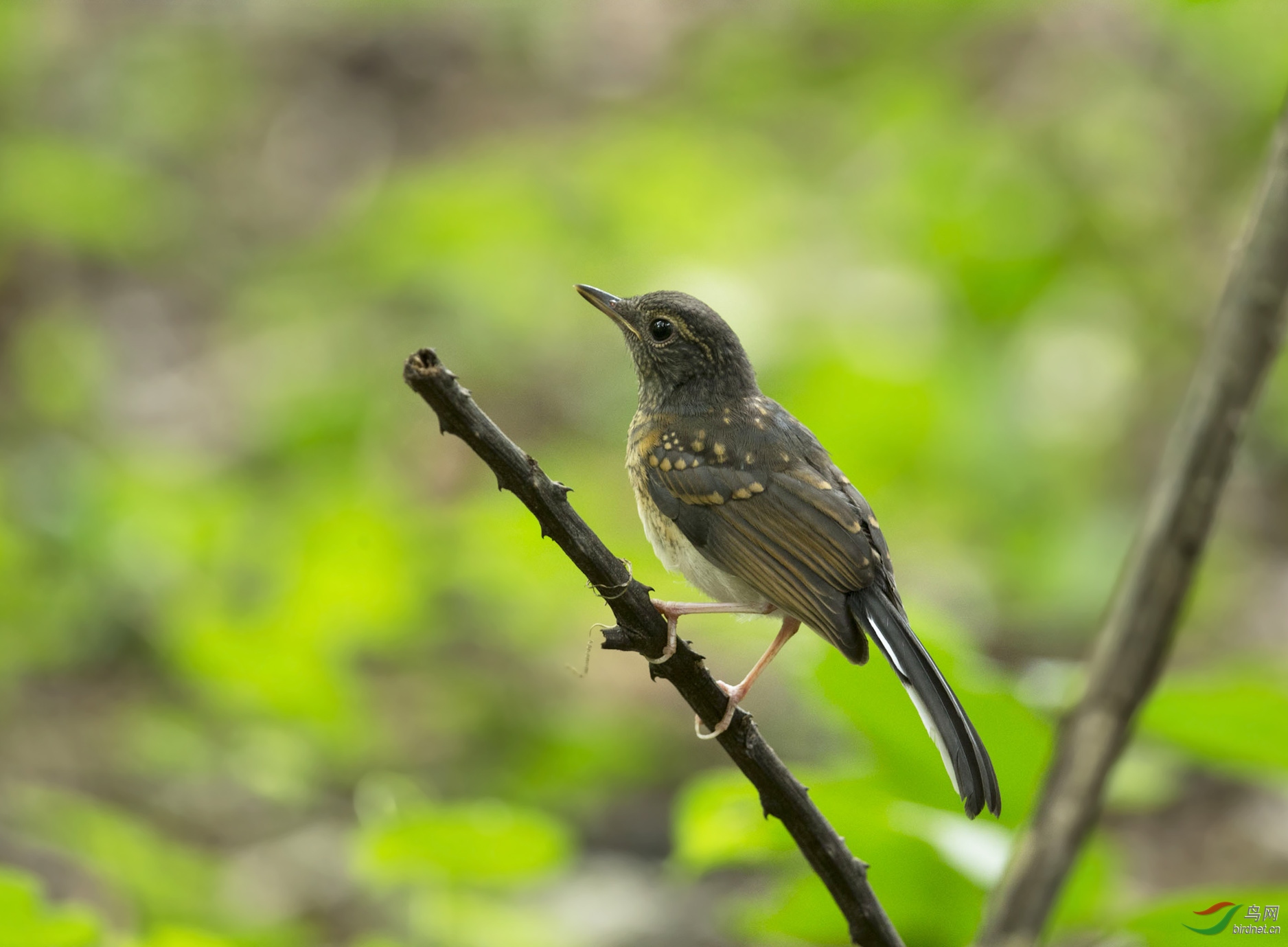 白腰鹊鸲幼