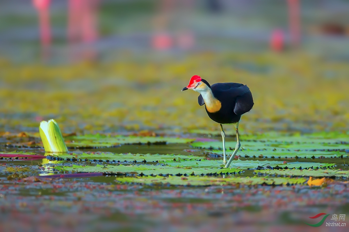 冠水雉莲池靓影