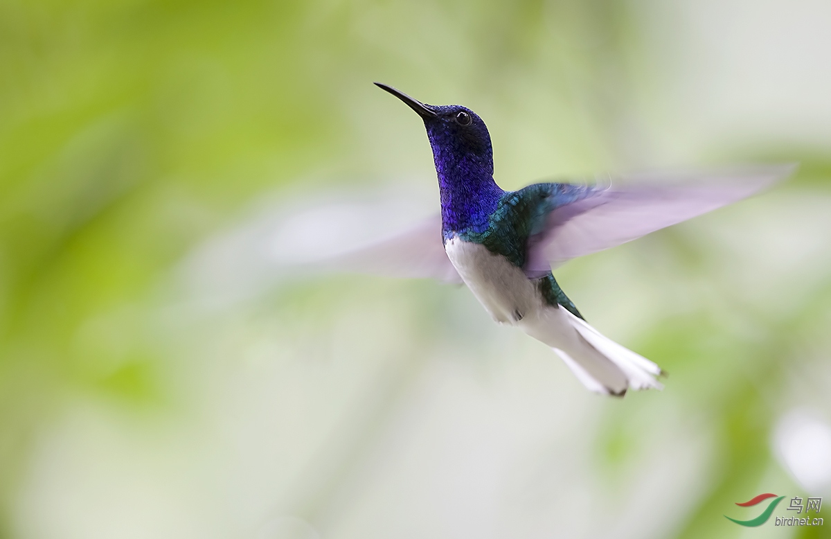 观鸟哥斯达黎加深度环游拍鸟之一百零六白颈蜂鸟