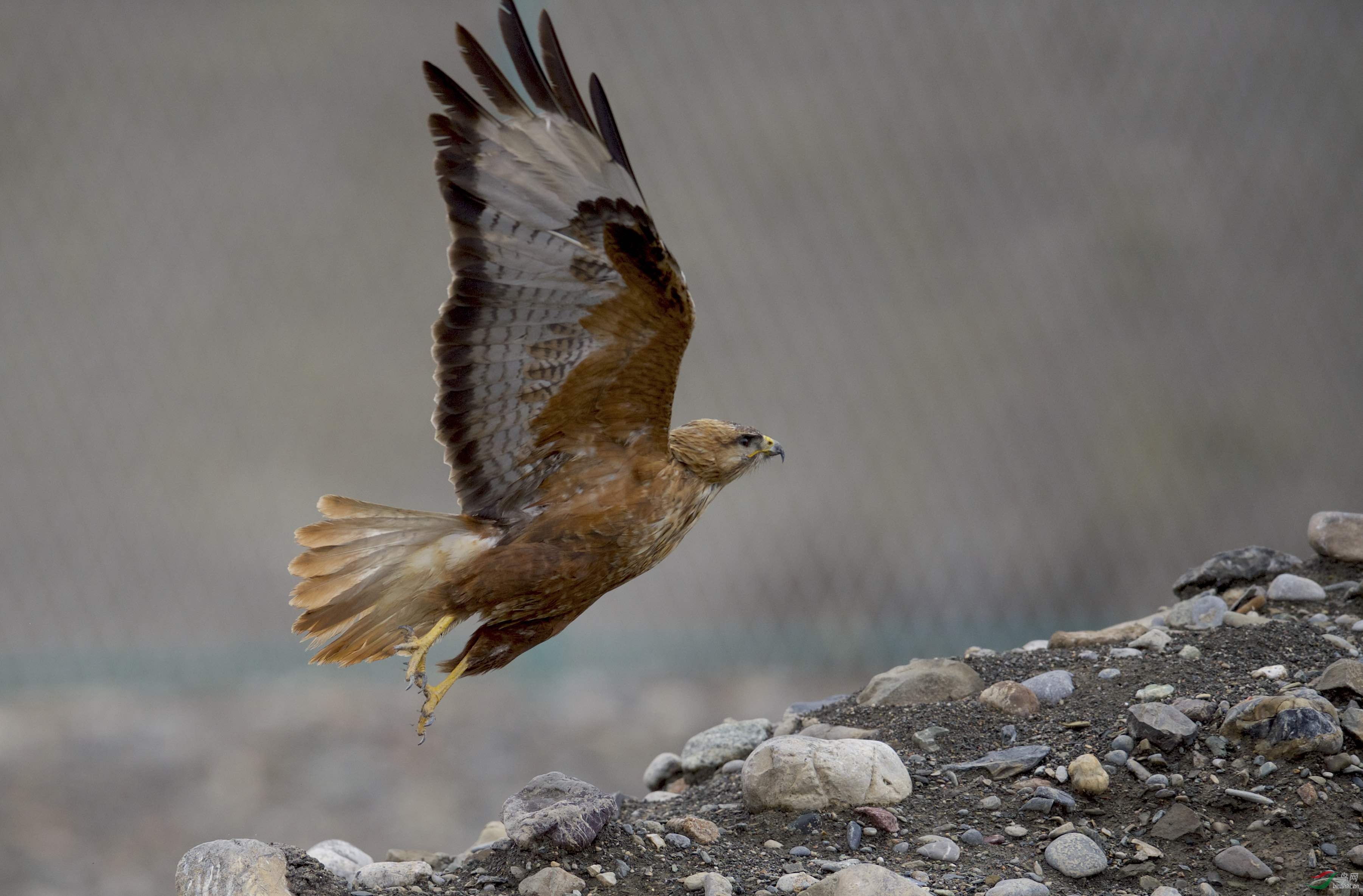 新疆拍鸟天山大峡谷的棕尾 