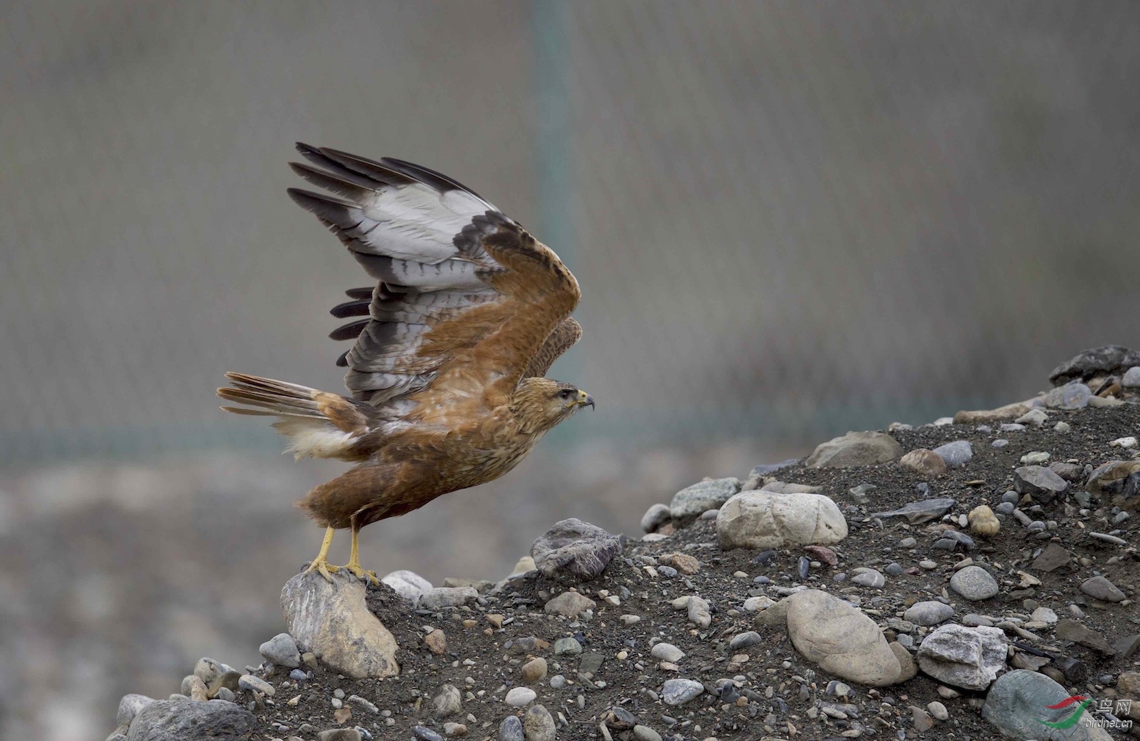 新疆拍鸟天山大峡谷的棕尾鵟