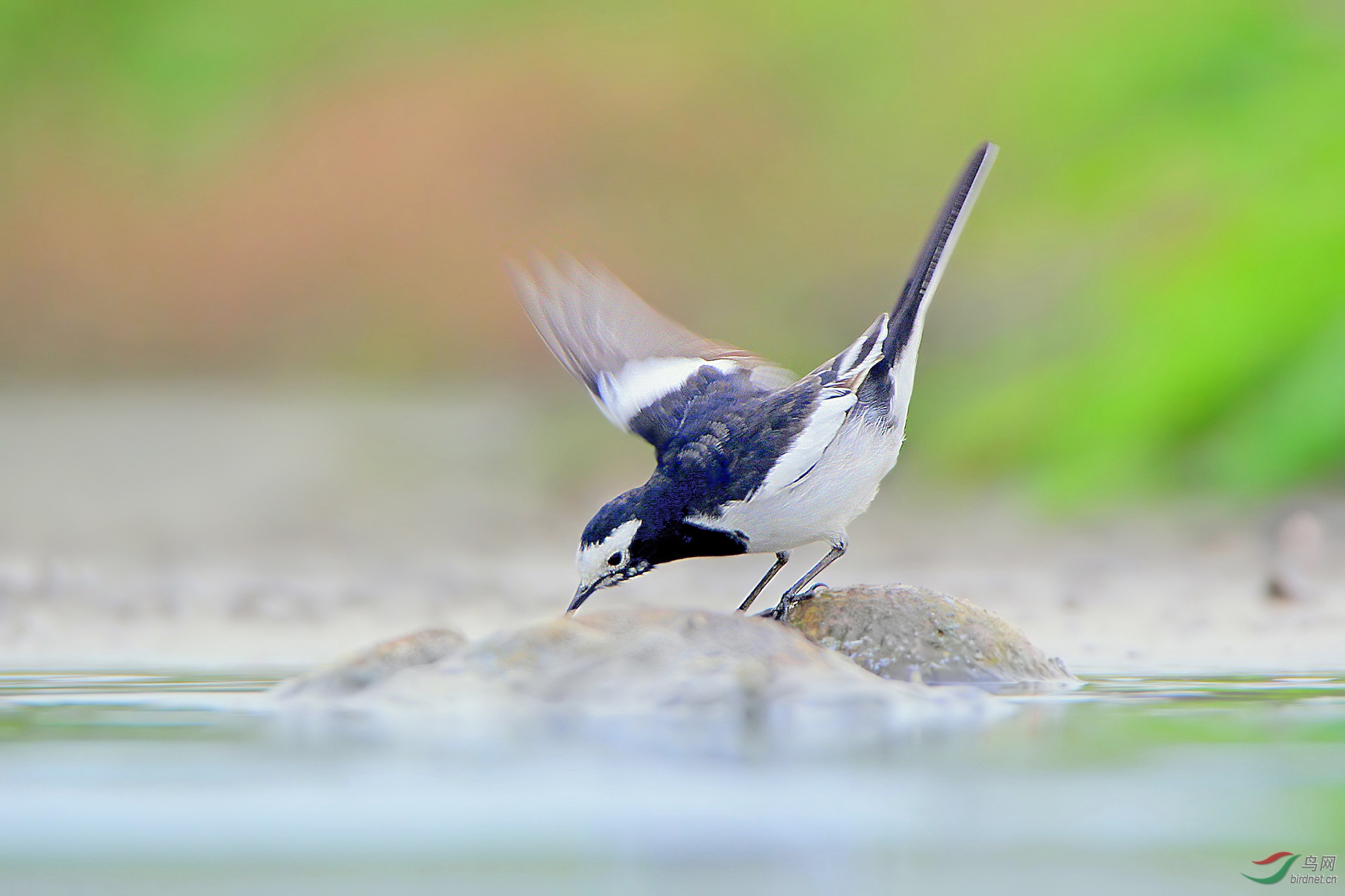 雨后的小溪边白鹡 