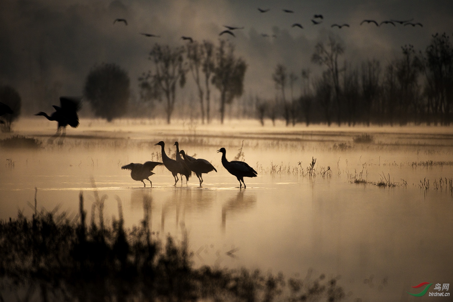 念湖晨曦 黑颈鹤
