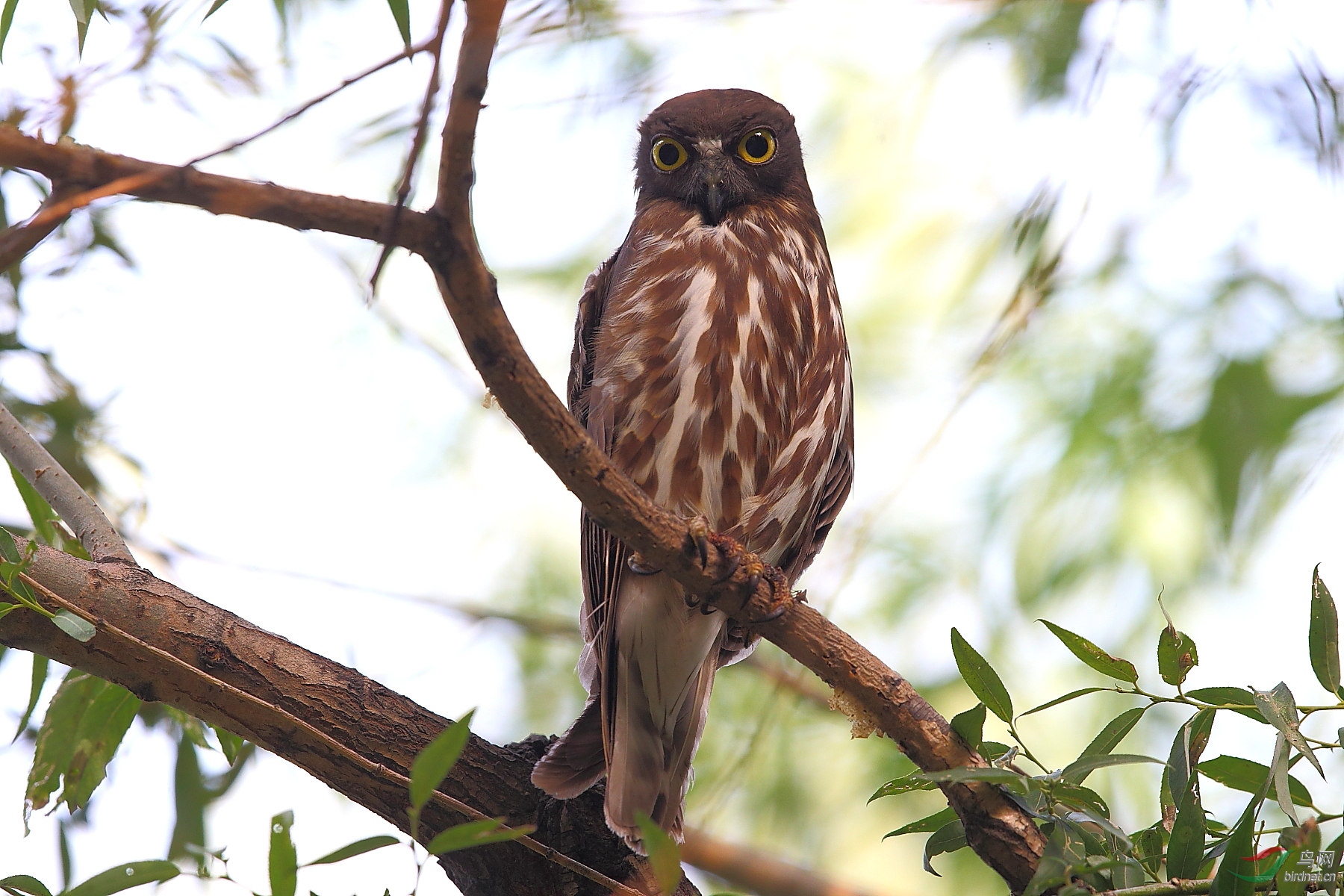 褐鹰鴞 !