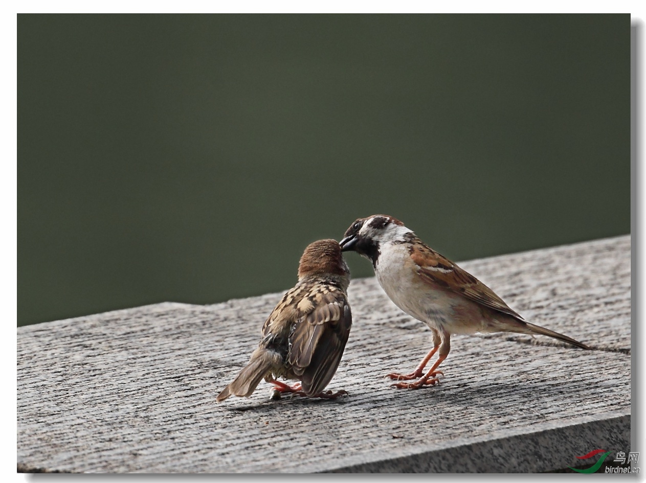 伟大母爱小麻雀