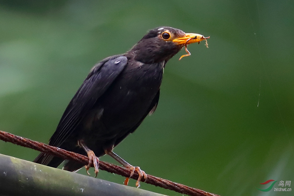 采到食物的乌鸫