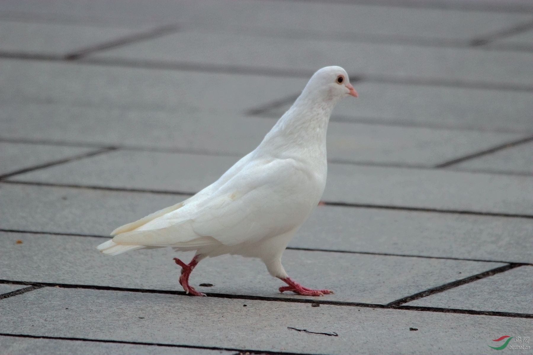 布拉格广场的白鸽图片