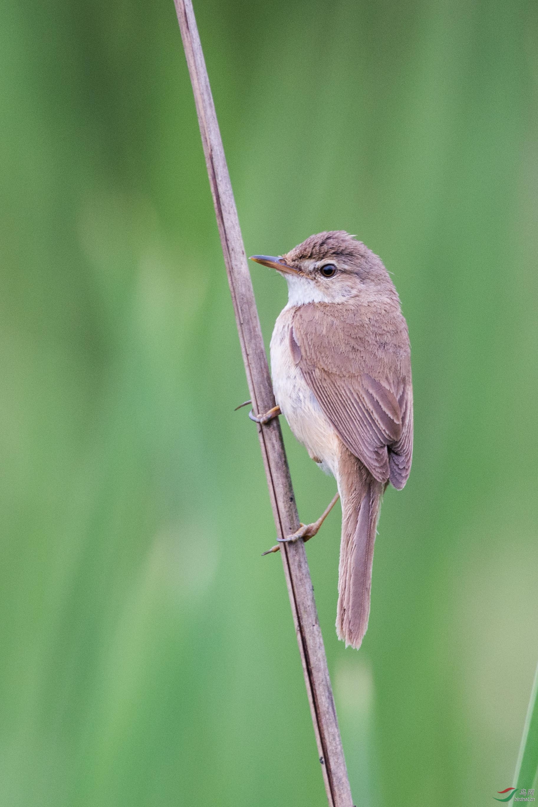 请教贵州宽阔水的莺莺莺