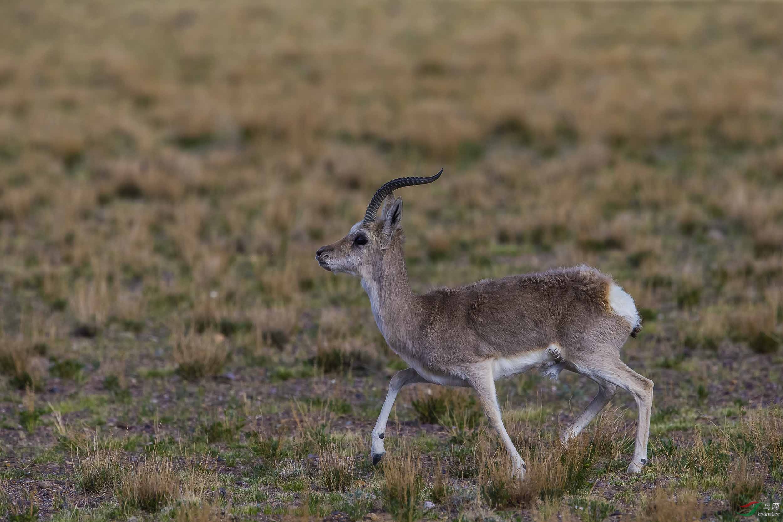 西藏行收获野生动物藏原羚