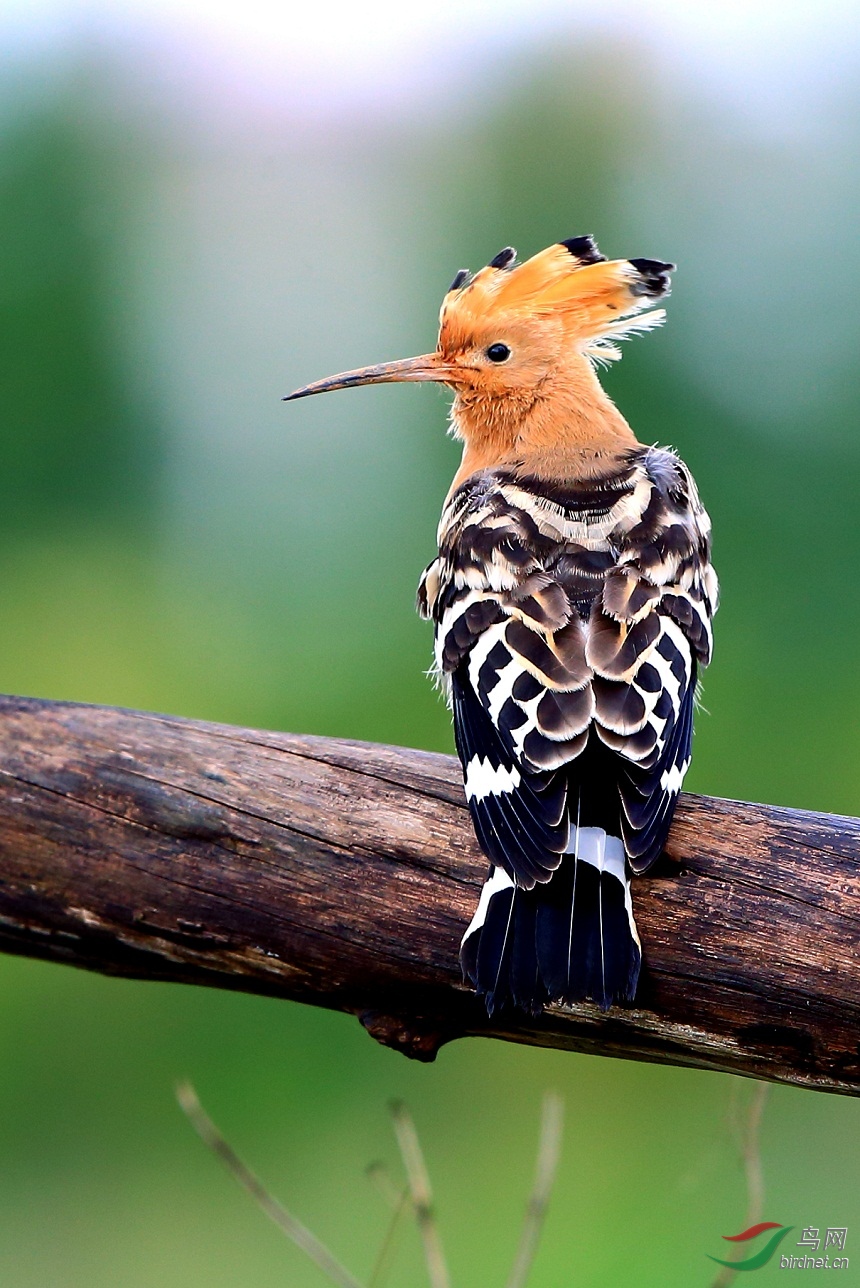 昆明人称屎咕咕