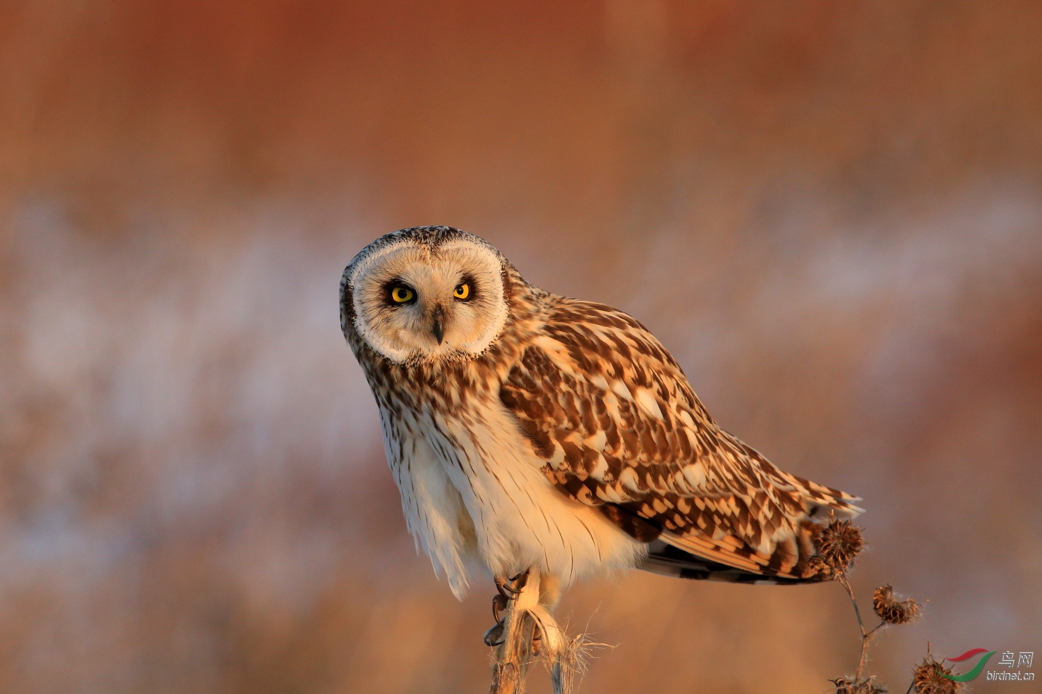 短耳鸮两只小猛祝贺图1荣获首页精华