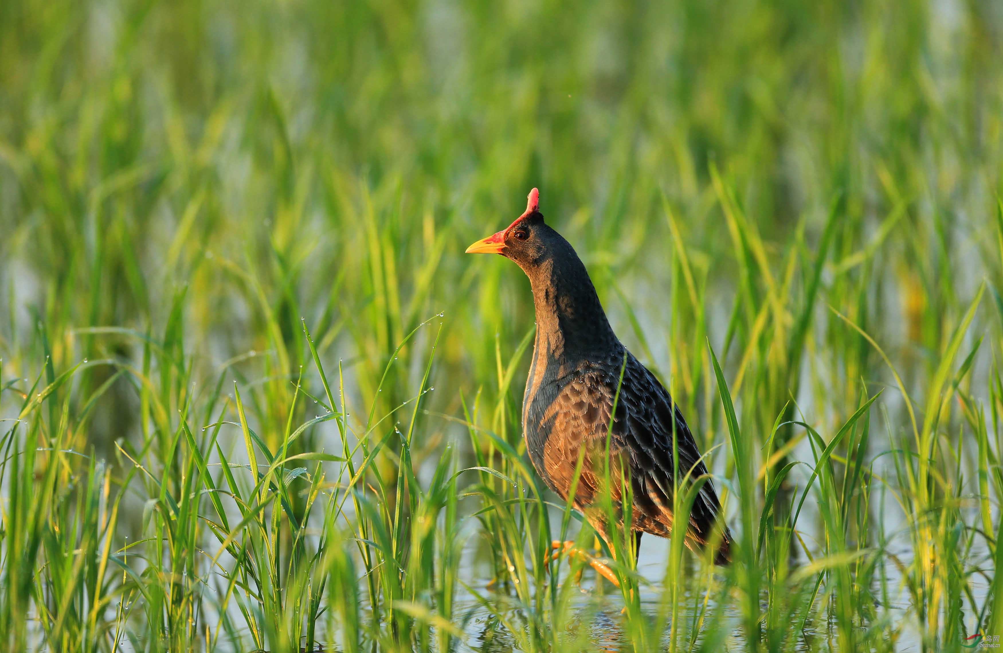 水鸟好奇的眼神董鸡