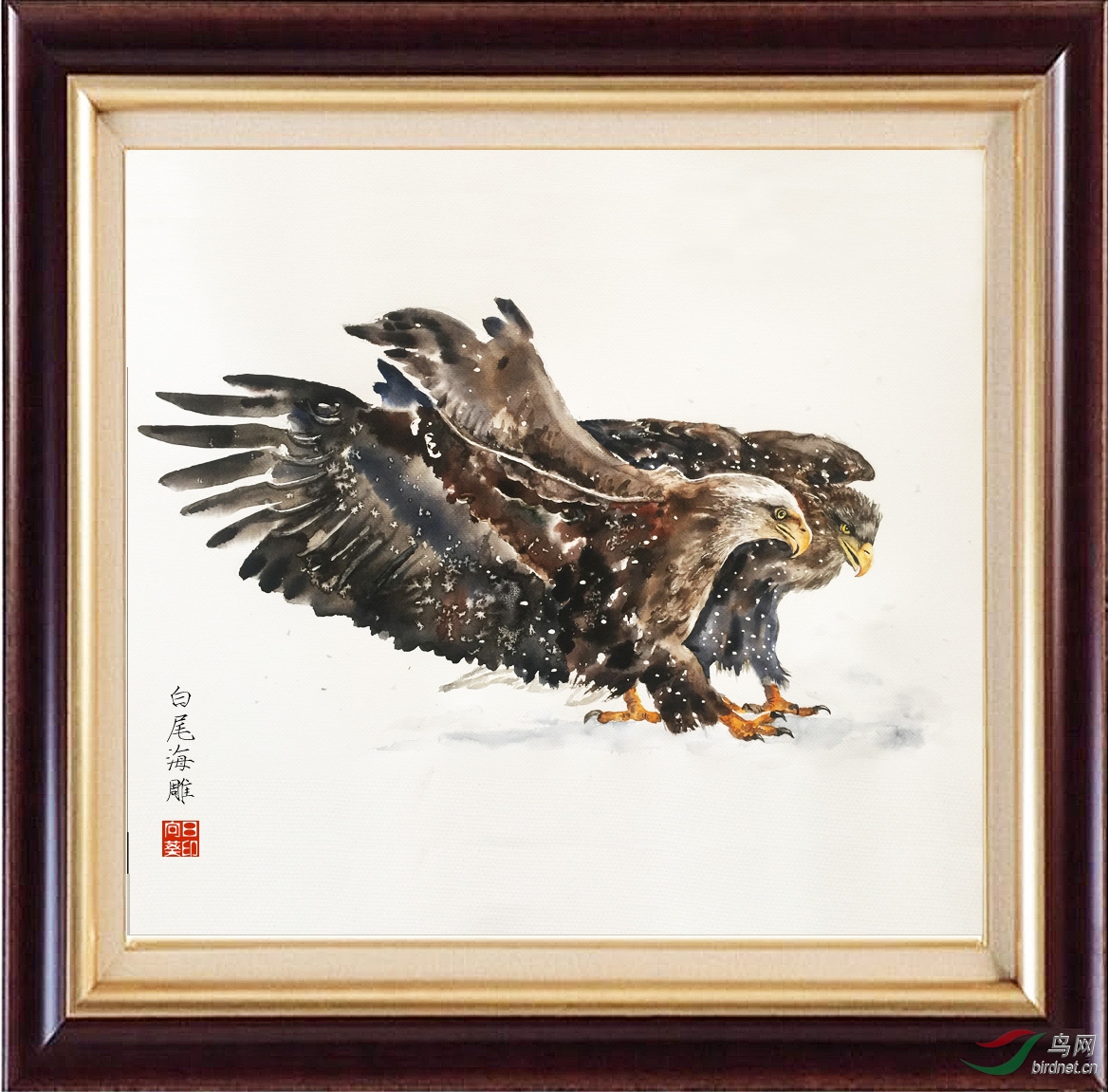 一组手绘的白尾海雕