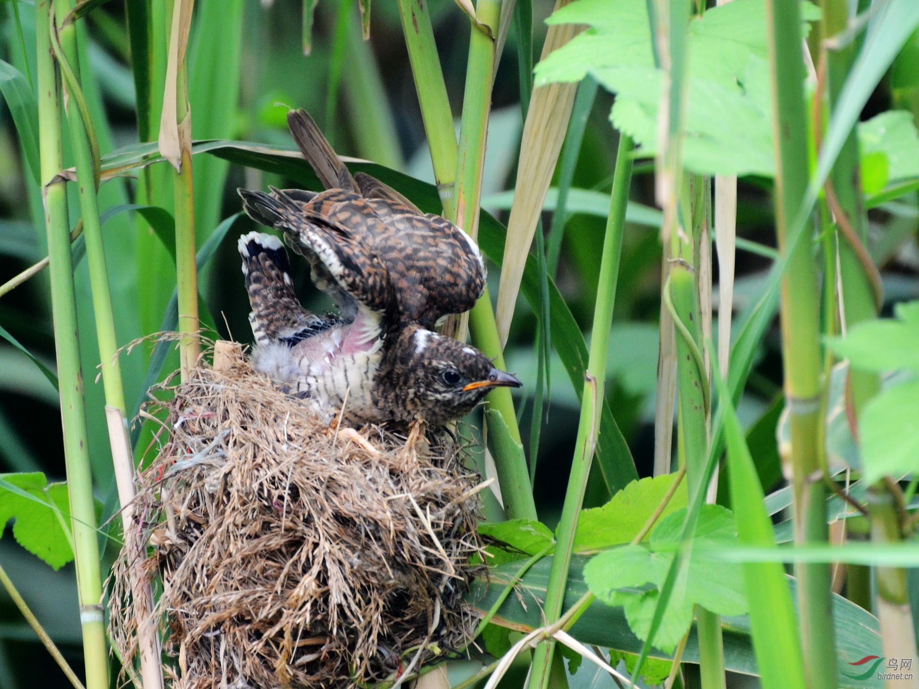 大明湖杜鹃鸟宝宝