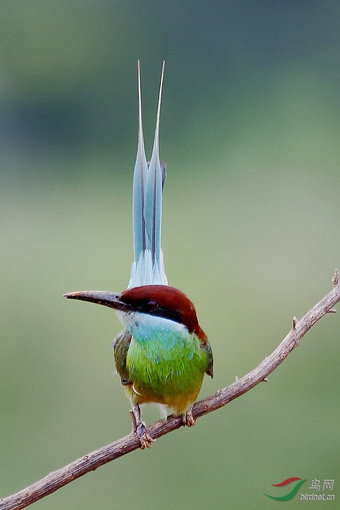 [林鸟] 晒晒尾巴--蓝喉蜂虎