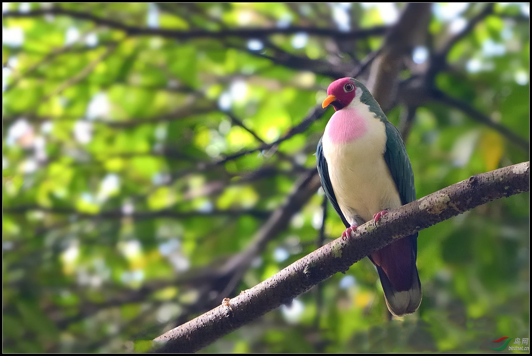 粉头果鸠 jambu fruit dove