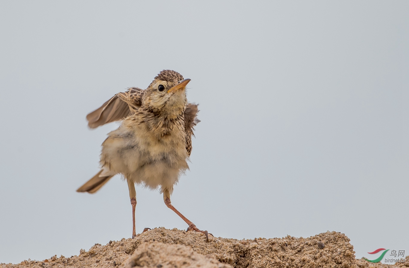 古灵精怪的小云雀