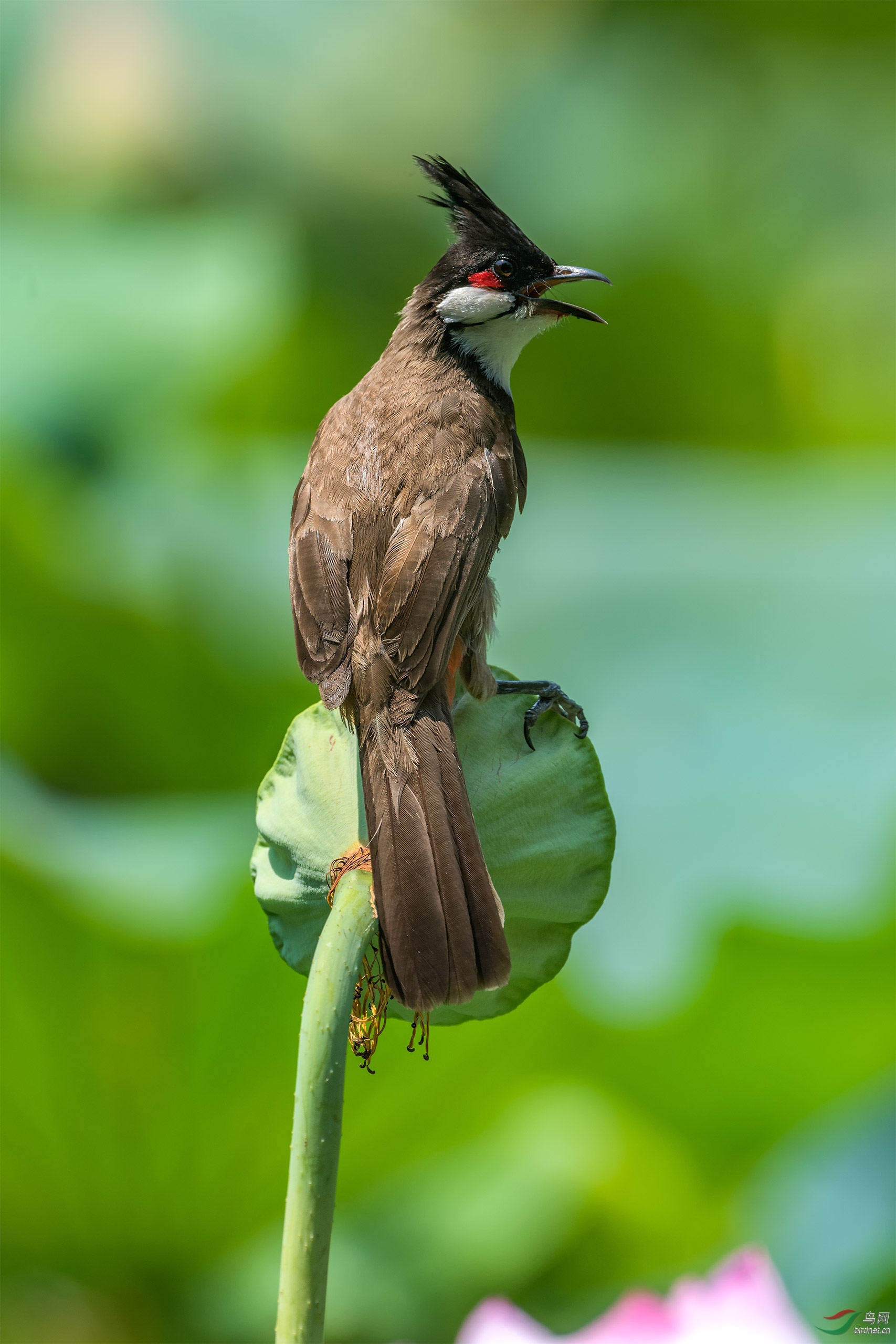 荷花上的红耳鹎祝上海版红红火火好