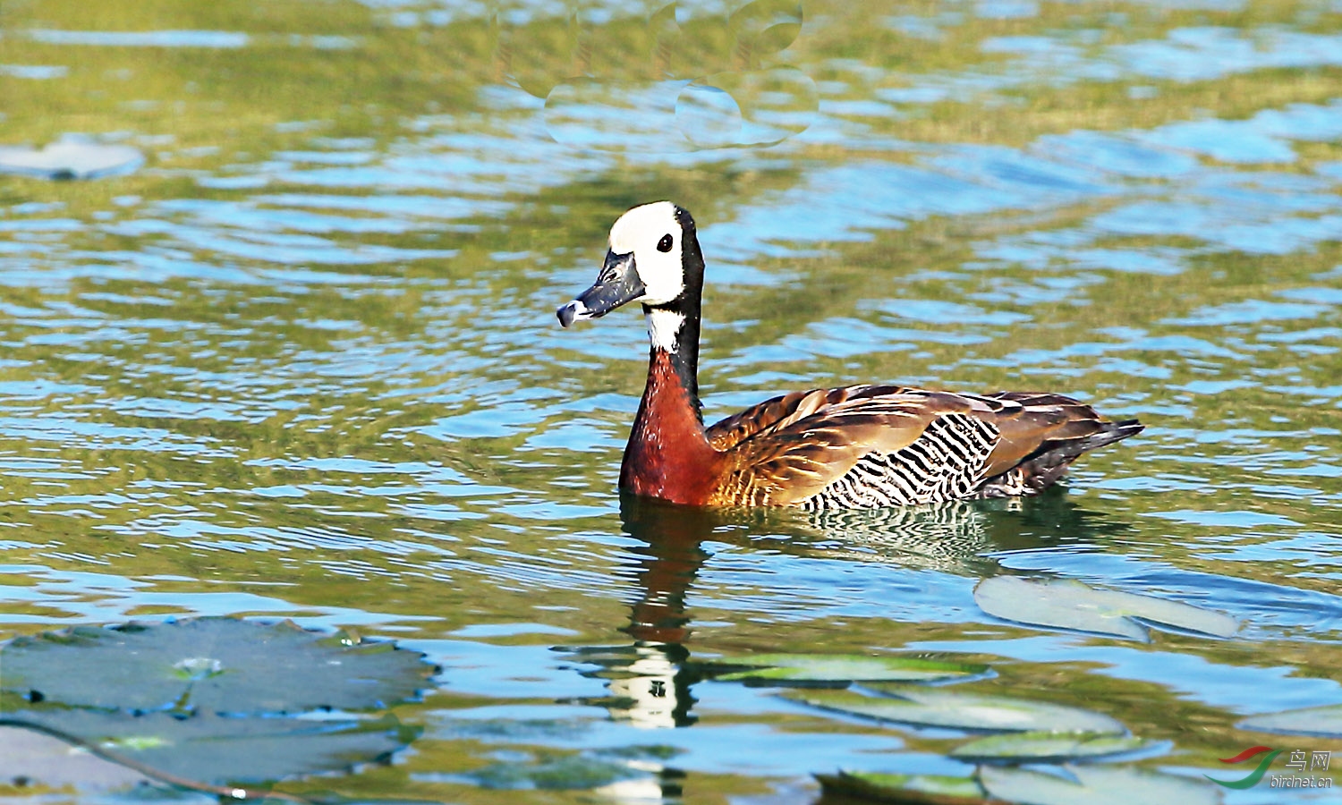 毛里求斯的白脸树鸭