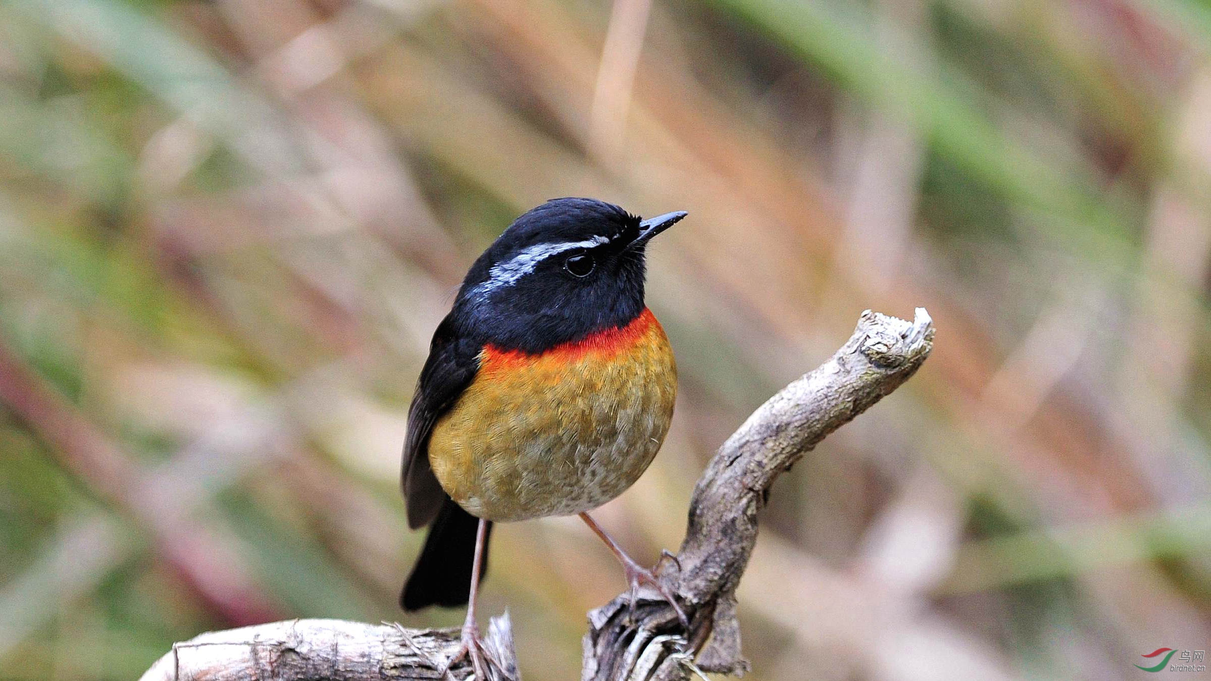 台湾特有鸟种---栗背林鸲