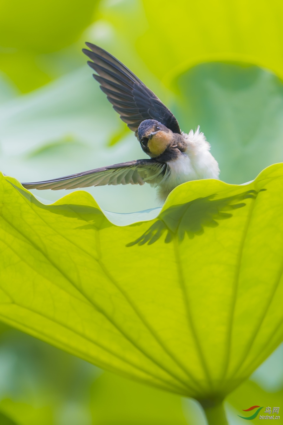 雏燕的午间小憩