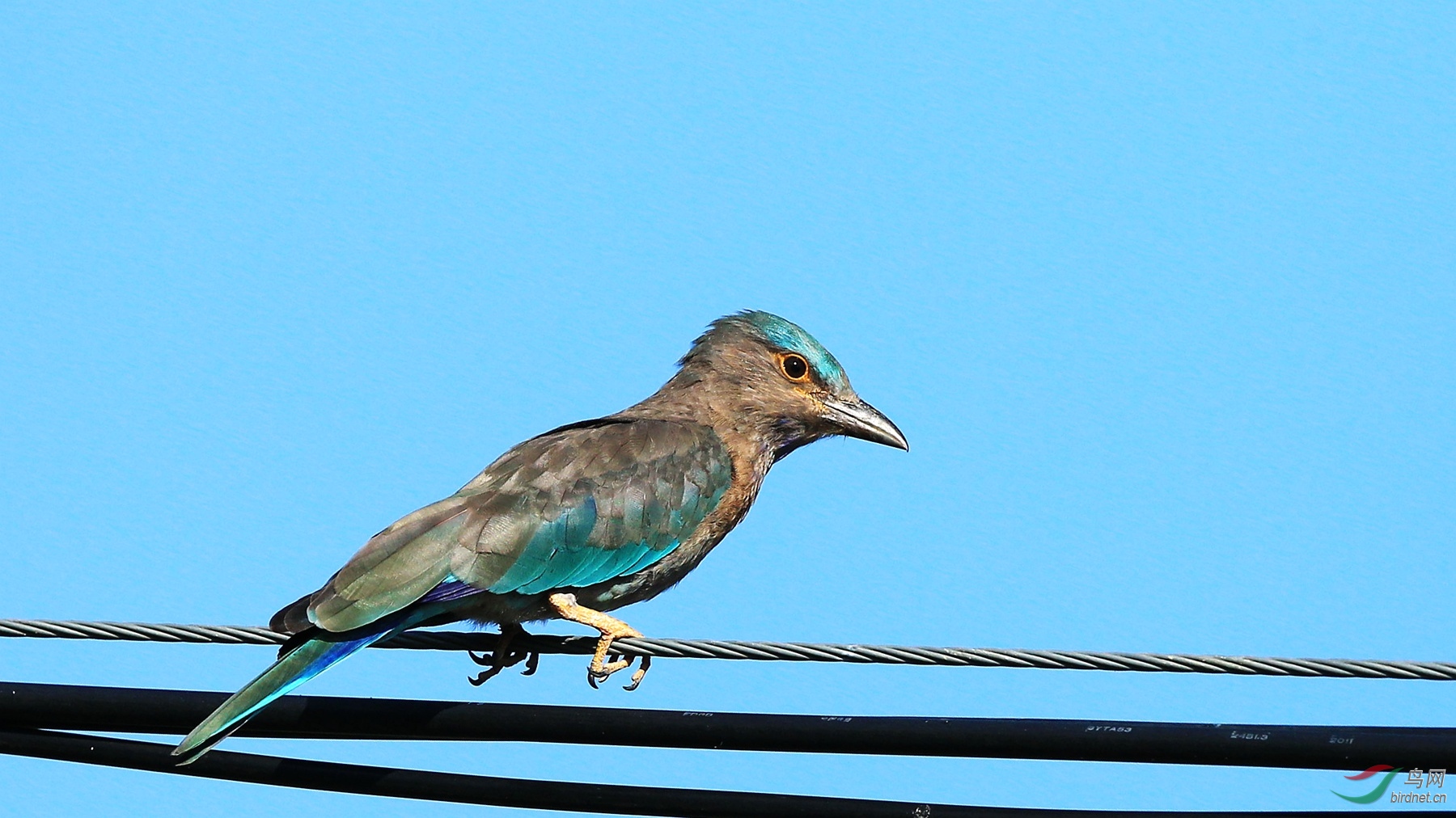 线版棕胸佛法僧