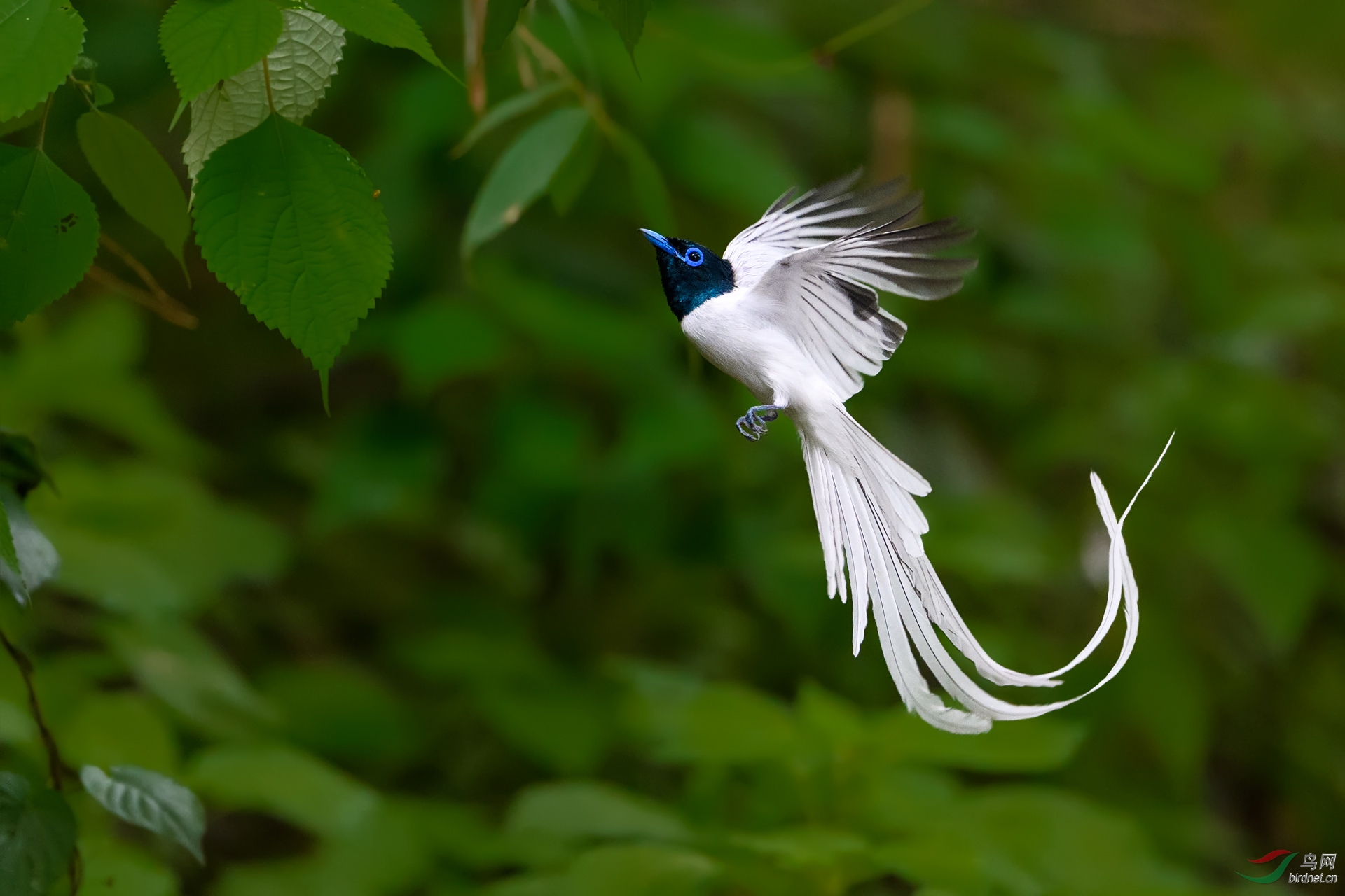 (寿带)白寿带-贺三野版主履新(祝贺首页精华图片)