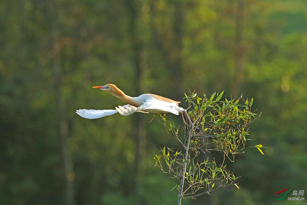 起飞的牛背鹭