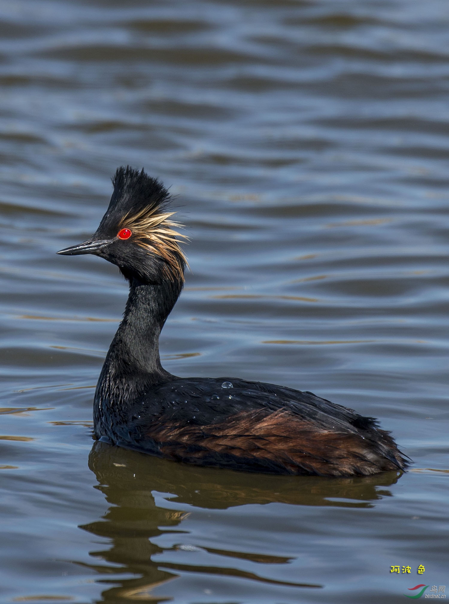 earedgrebe黑颈鸊鷉