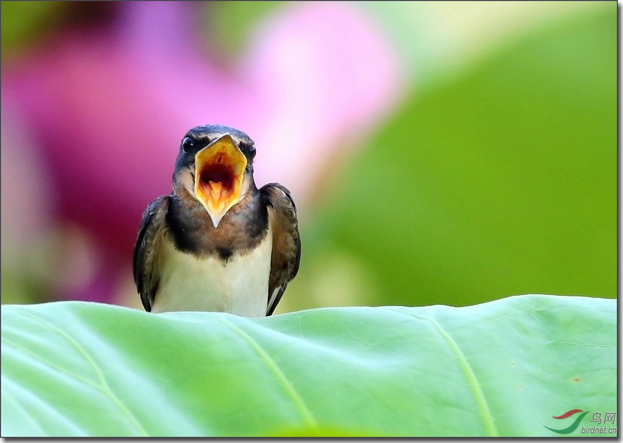 燕子的嘴够大