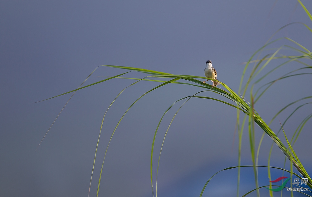 芦苇尖的歌唱家 - 艺术创意 鸟网