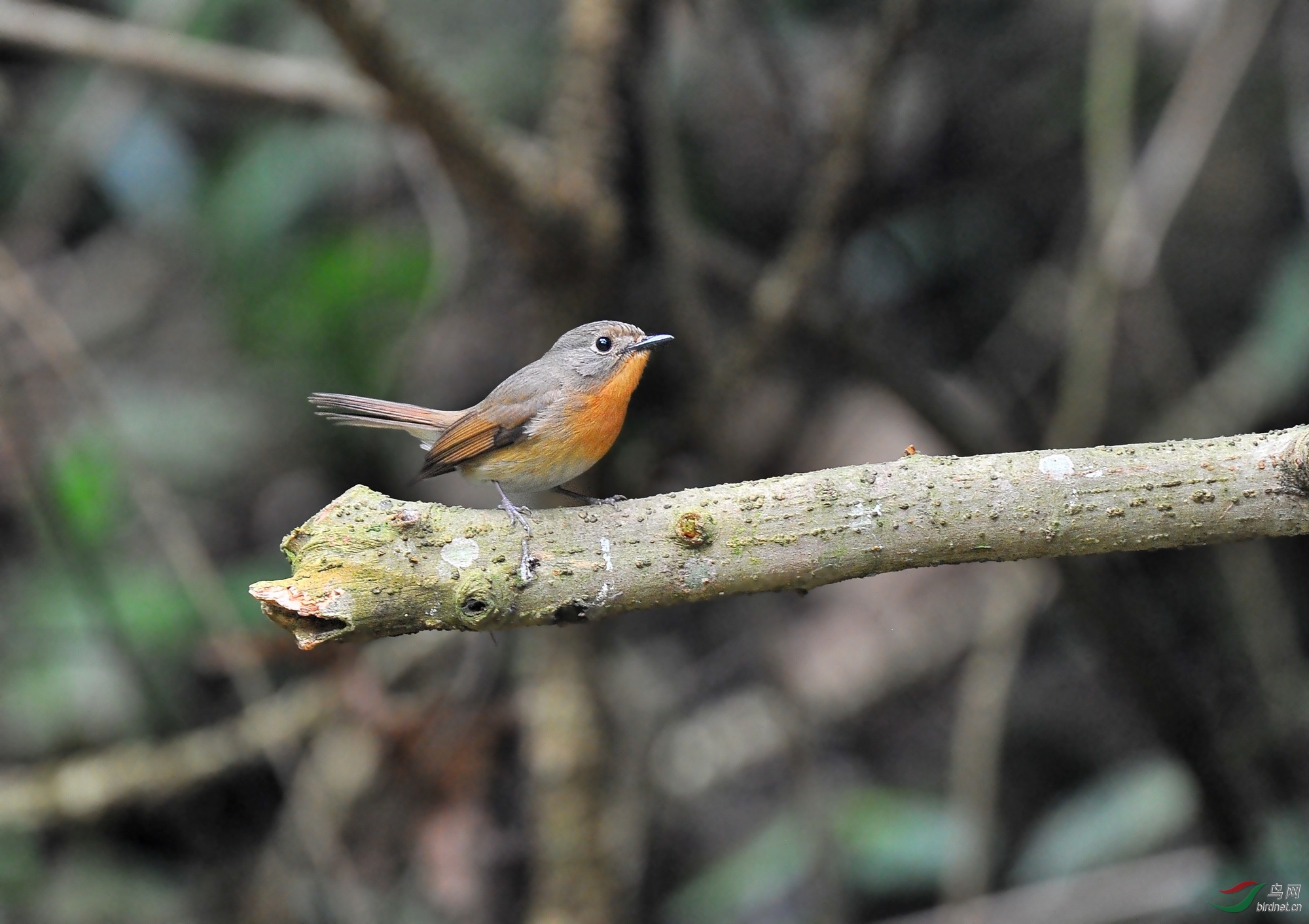 广西百色大王岭鸟点拍到的,急求鸟名.