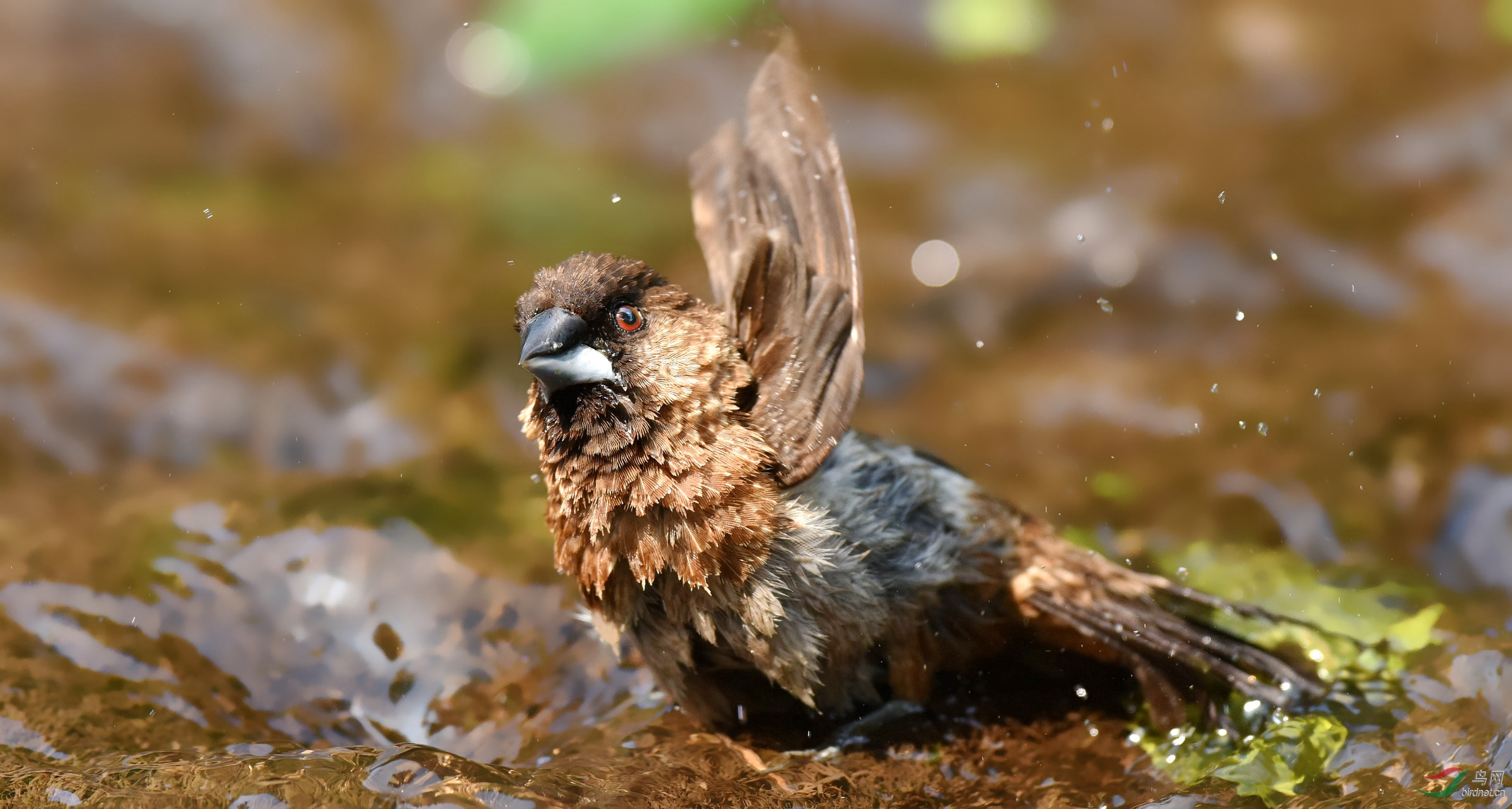 尼康810和三代600镜头拍鸟