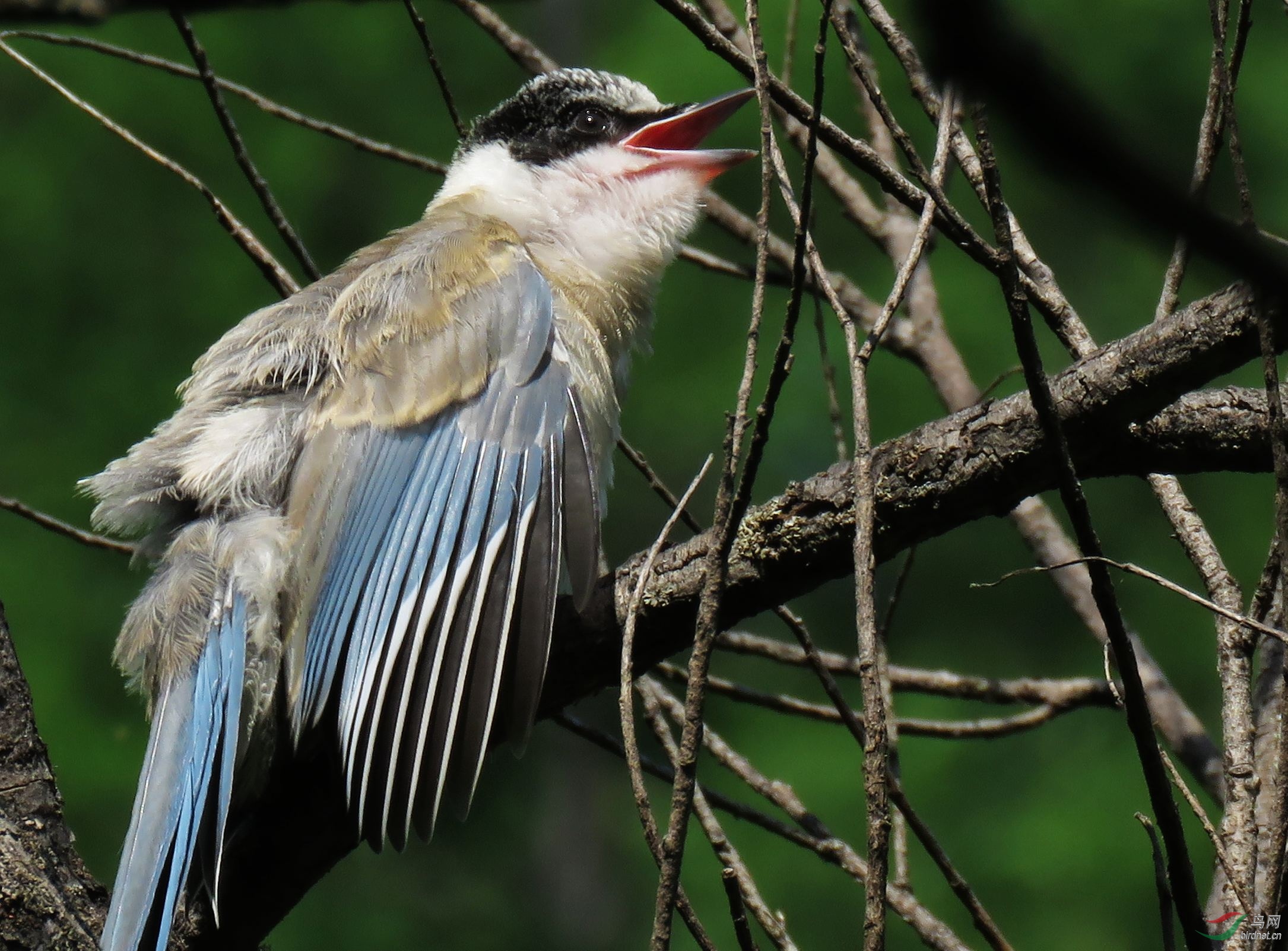 灰喜鹊幼鸟