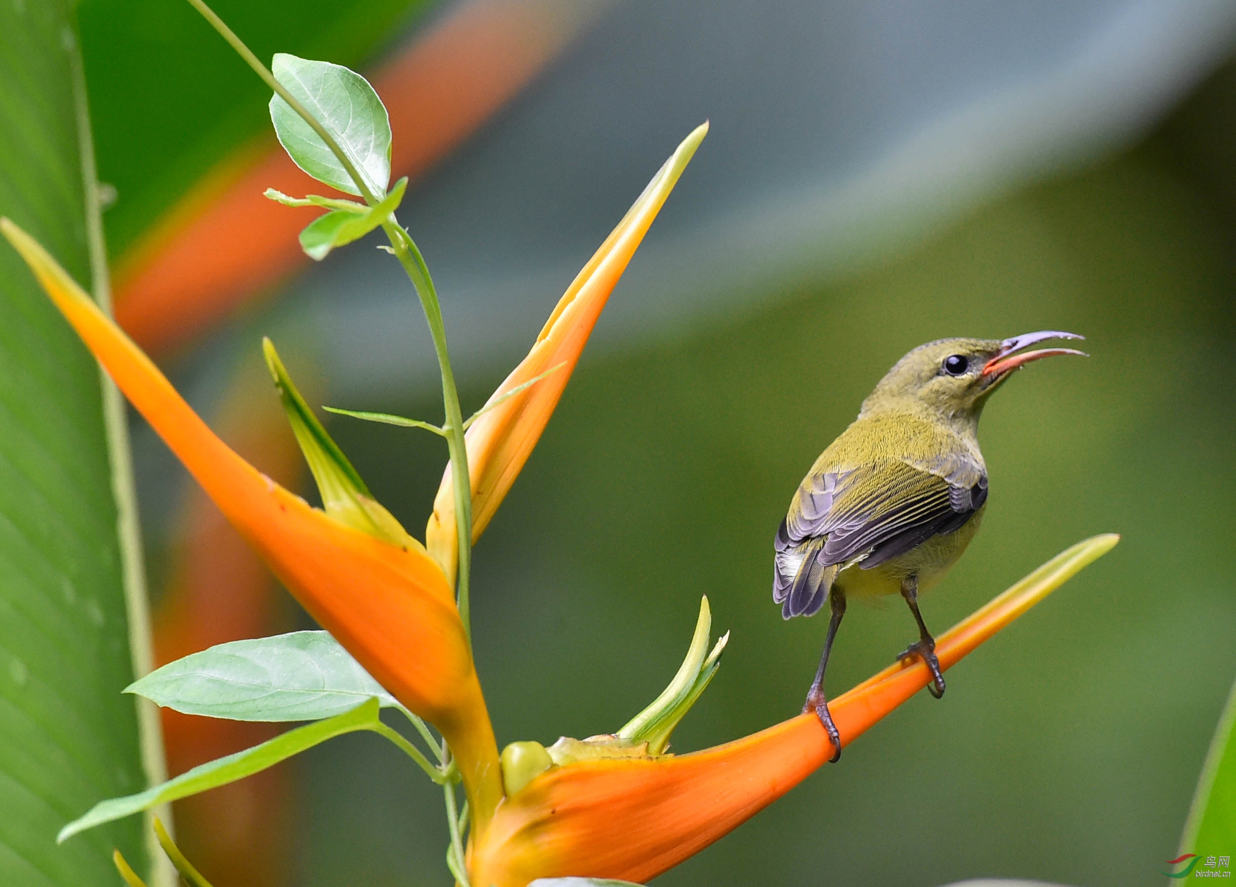 凤凰花上的太阳鸟